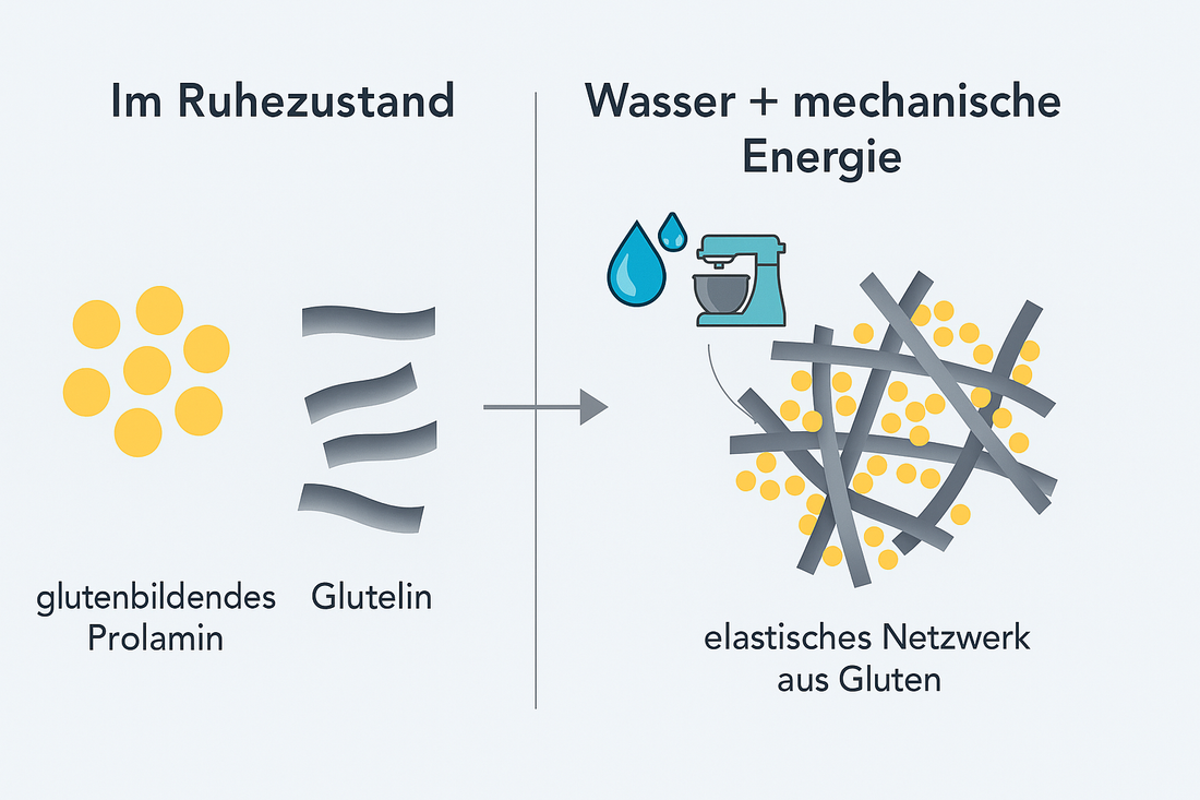Was ist Gluten wirklich? – Korrekt erklärt