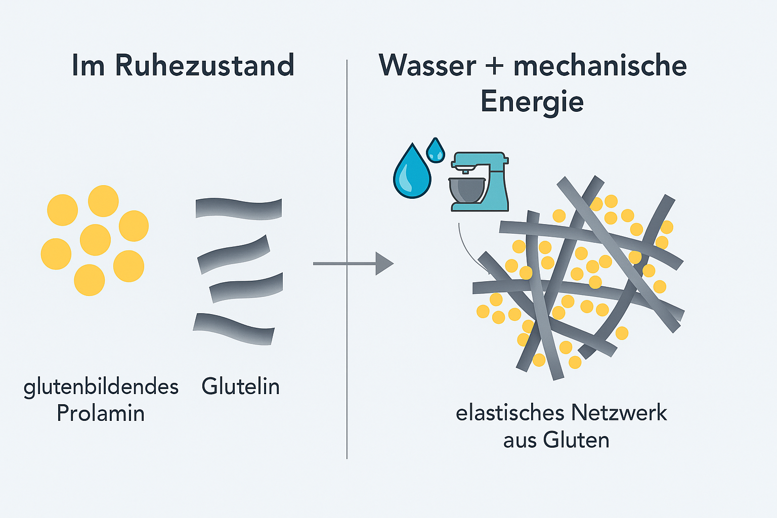 Was ist Gluten wirklich? – Korrekt erklärt
